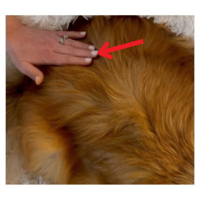 Demonstration of Bai Hui GV 20 on a dog