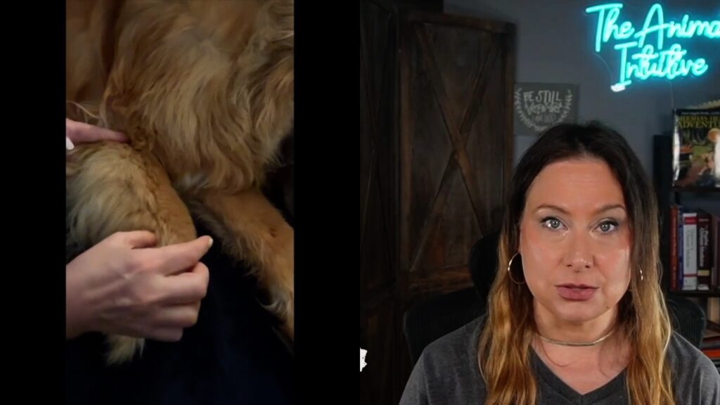 Finding CUN on a dog for acupressure