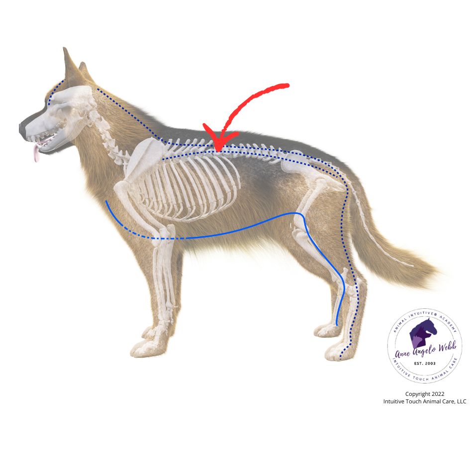 Spleen 20 acupressure point on a dog image