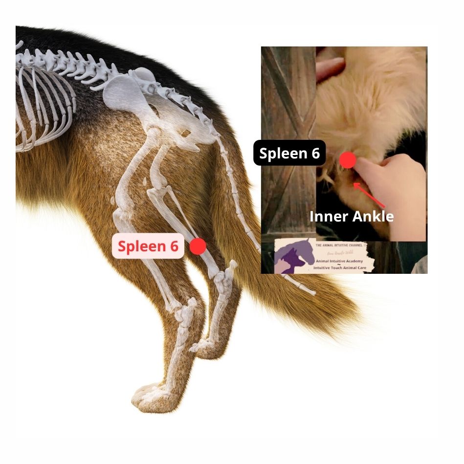 Spleen 6 acupressure point on a dog