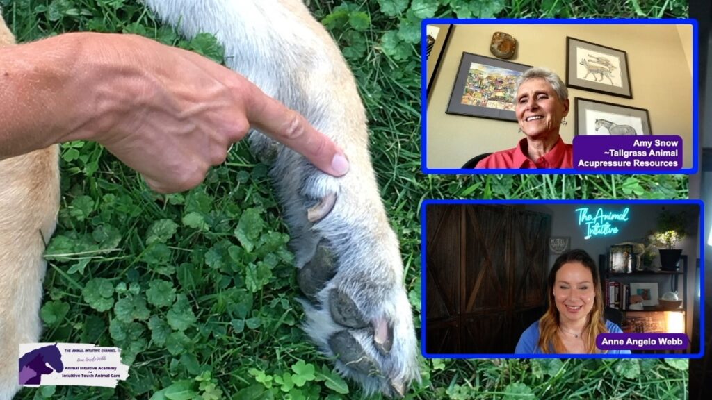 Tallgrass and Anne Angelo Webb showing LI 4 acupressure point on dog