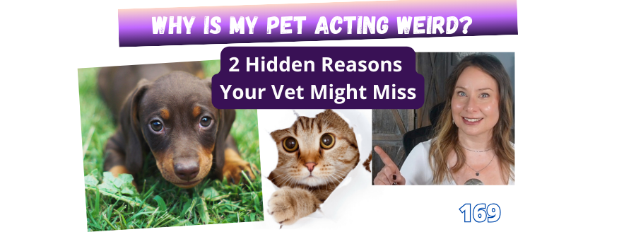 Why is my pet acting strange, animal communicator Ane Angelo Webb, helps to figure out why an animal is anxious, hiding or sressed